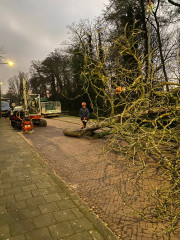 boom takelen wegfrezen boomstronk afzagen kettingzaag boomklimmer boomverzorger