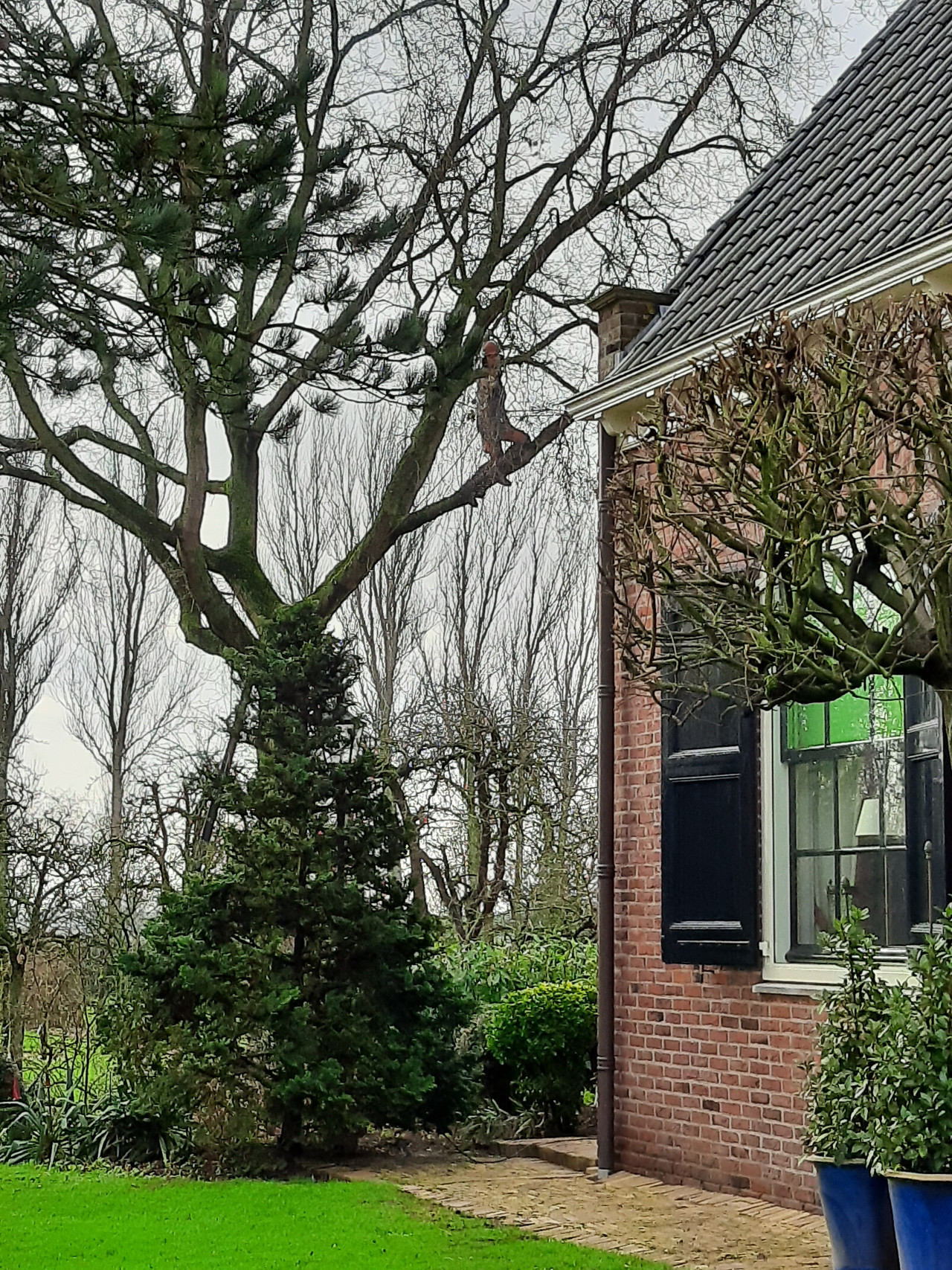 Bomen met schimmel Zieke boom herkennen Omgevallen boom verwijderen Schade door boomwortels Bomen snoeien tegen stormschade