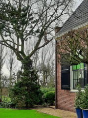 Bomen met schimmel Zieke boom herkennen Omgevallen boom verwijderen Schade door boomwortels Bomen snoeien tegen stormschade