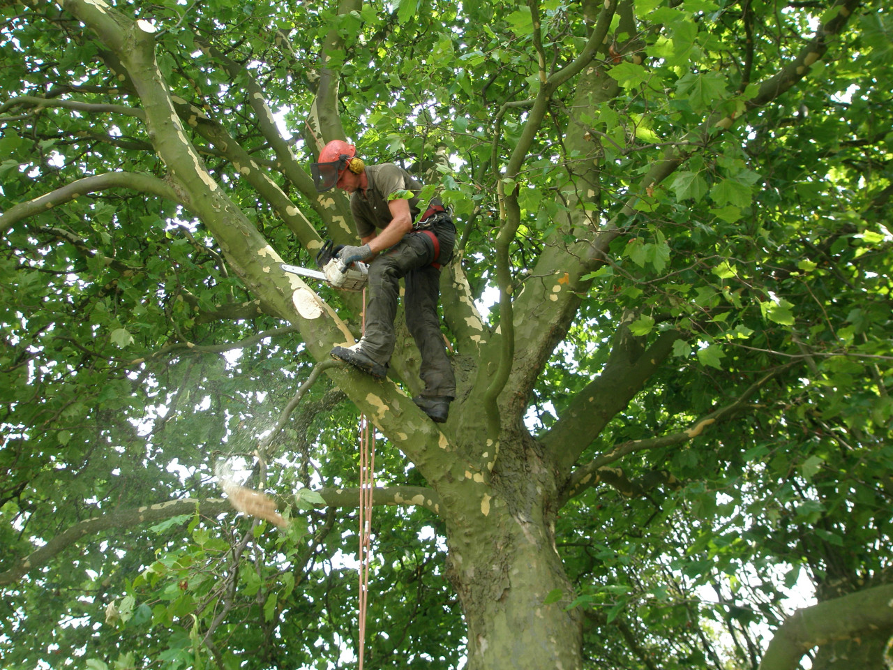 Boomverzorging Boomonderhoud Bomen snoeien Bomen kappen Boomchirurg Boomexpert Boomadvies Boominspectie Boombeheer Boomziektes Boomwortels