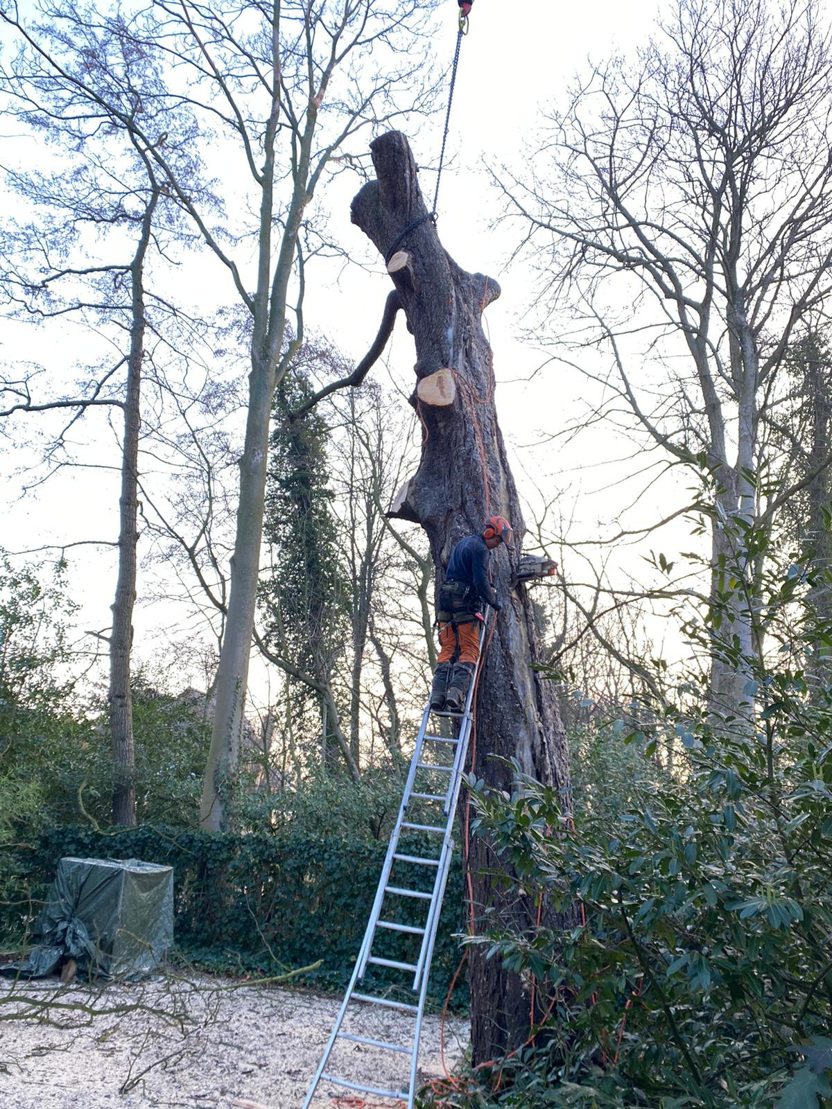 boom takelen wegfrezen boomstronk afzagen kettingzaag boomklimmer boomverzorger