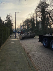 Boomverzorging Boomonderhoud Bomen snoeien Bomen kappen Boomchirurg Boomexpert Boomadvies Boominspectie Boombeheer Boomziektes Boomwortels