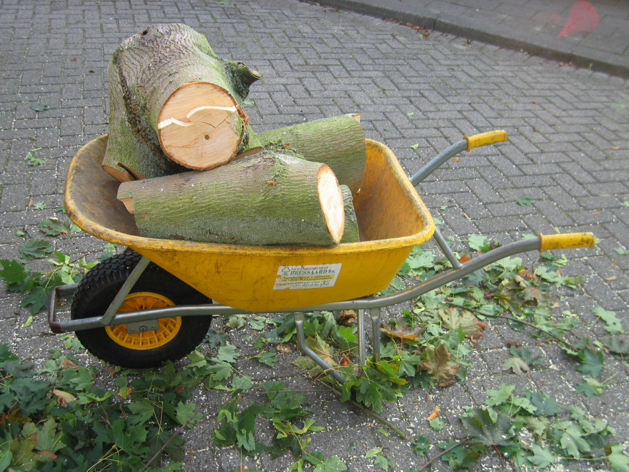 Hoe verzorg ik mijn boom? Wat kost een boomverzorger? Boom laten kappen vergunning nodig? Beste tijd om bomen te snoeien Boomziektes herkennen en behandelen Boomwortels die schade veroorzaken oplossen