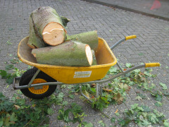 Hoe verzorg ik mijn boom? Wat kost een boomverzorger? Boom laten kappen vergunning nodig? Beste tijd om bomen te snoeien Boomziektes herkennen en behandelen Boomwortels die schade veroorzaken oplossen