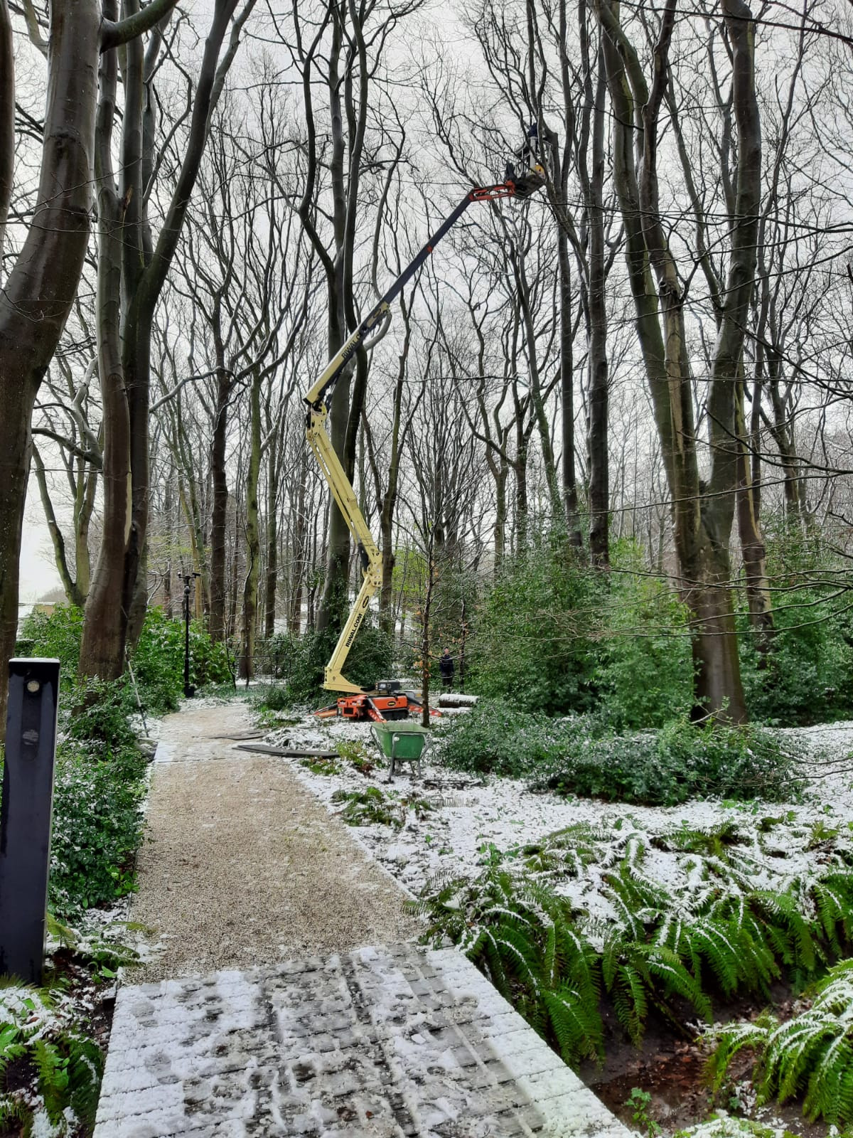 Boomverzorging Boomonderhoud Bomen snoeien Bomen kappen Boomchirurg Boomexpert Boomadvies Boominspectie Boombeheer Boomziektes Boomwortels