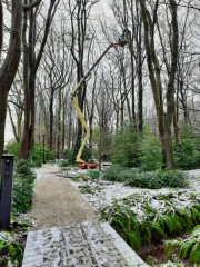 Boomverzorging Boomonderhoud Bomen snoeien Bomen kappen Boomchirurg Boomexpert Boomadvies Boominspectie Boombeheer Boomziektes Boomwortels