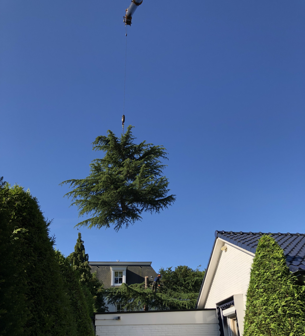 Boomverzorging Boomonderhoud Bomen snoeien Bomen kappen Boomchirurg Boomexpert Boomadvies Boominspectie Boombeheer Boomziektes Boomwortels