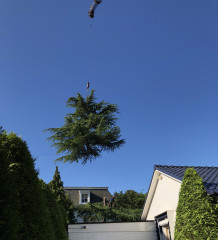 Boomverzorging Boomonderhoud Bomen snoeien Bomen kappen Boomchirurg Boomexpert Boomadvies Boominspectie Boombeheer Boomziektes Boomwortels