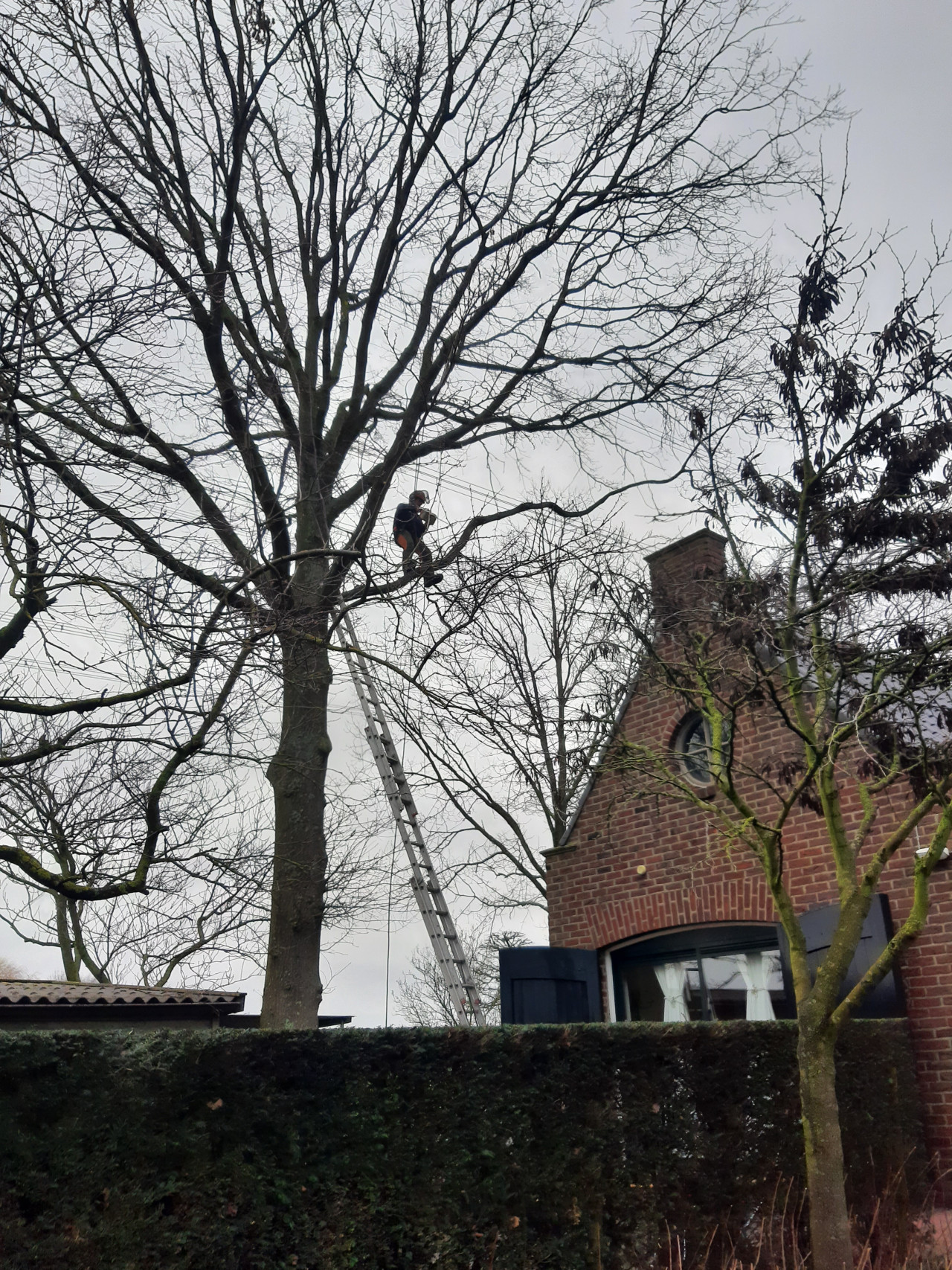 Boomverzorging Boomonderhoud Bomen snoeien Bomen kappen Boomchirurg Boomexpert Boomadvies Boominspectie Boombeheer Boomziektes Boomwortels