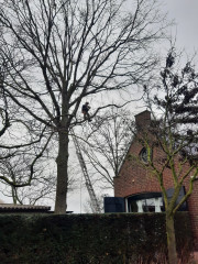 Boomverzorging Boomonderhoud Bomen snoeien Bomen kappen Boomchirurg Boomexpert Boomadvies Boominspectie Boombeheer Boomziektes Boomwortels