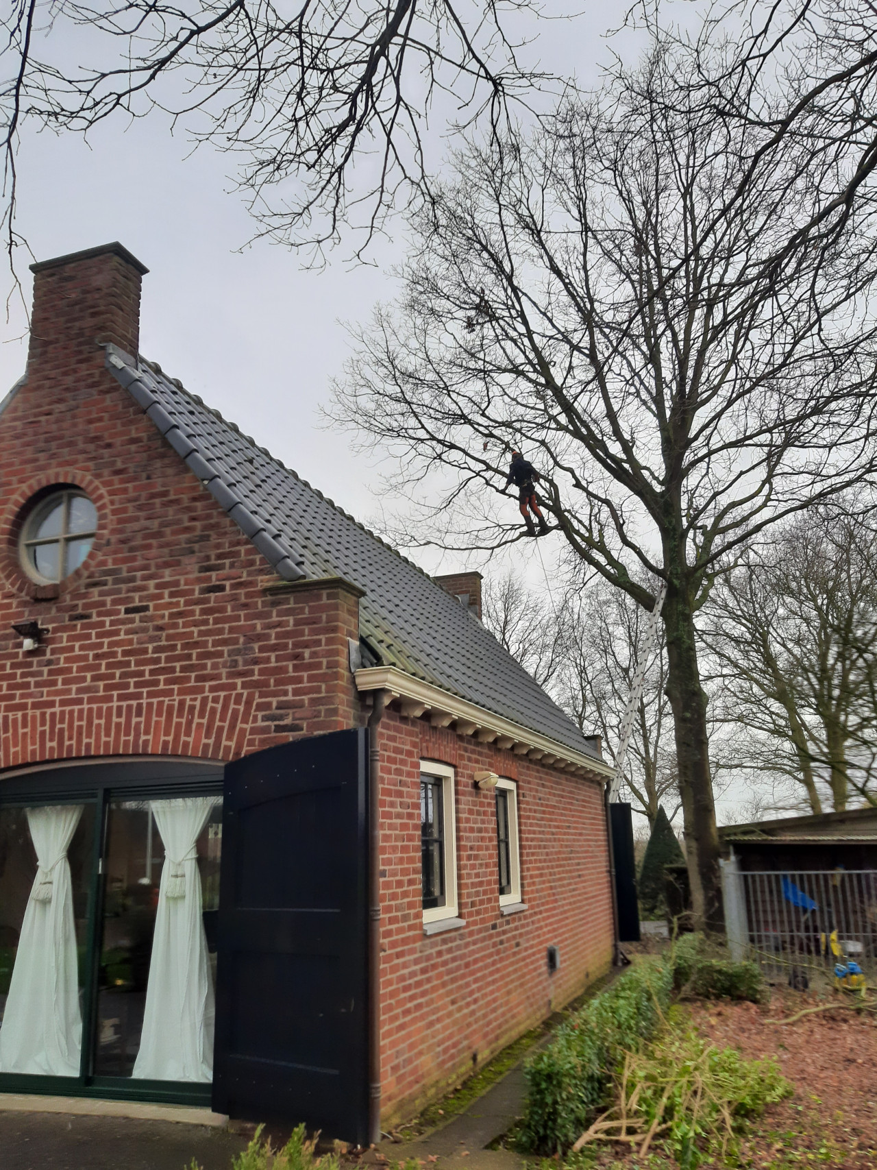 Boomverzorging Boomonderhoud Bomen snoeien Bomen kappen Boomchirurg Boomexpert Boomadvies Boominspectie Boombeheer Boomziektes Boomwortels