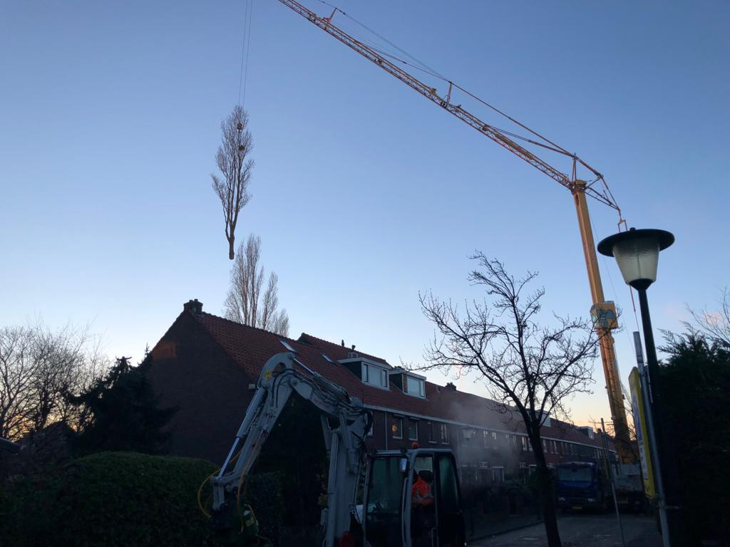 Boomverzorging Boomonderhoud Bomen snoeien Bomen kappen Boomchirurg Boomexpert Boomadvies Boominspectie Boombeheer Boomziektes Boomwortels