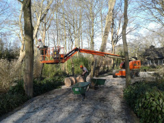 Boomverzorging Oud-Beijerland Nieuw-Beijerland Klaaswaal Heinenoord Mijnsheerenland  Bomen snoeien Oud-Beijerland Nieuw-Beijerland Klaaswaal Heinenoord Mijnsheerenland