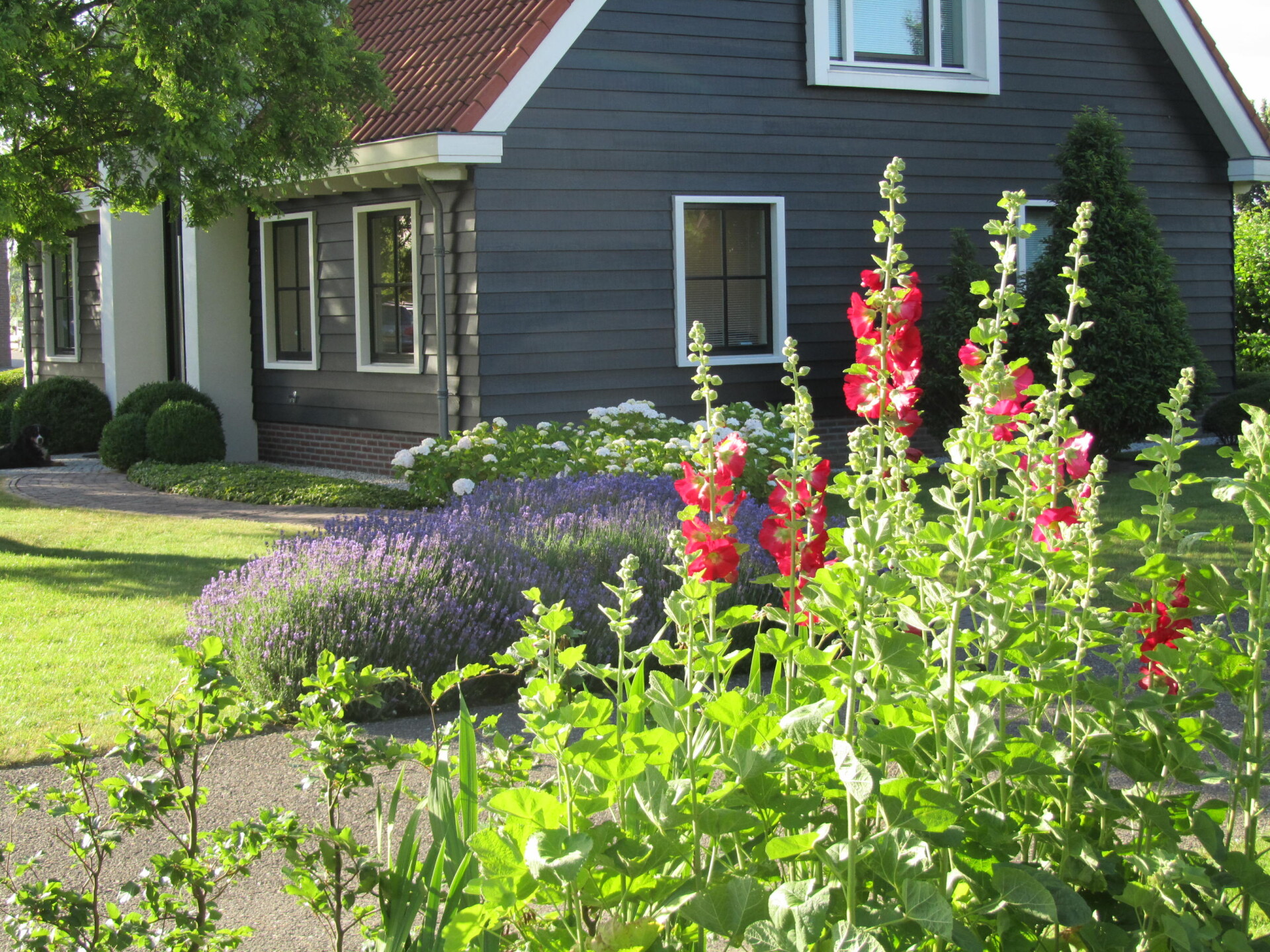 hovenier tuin tuinen hoeksche waard voortuin aanleg achtertuin onderhoud tuin tuin tegels