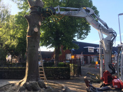 Hoe verzorg ik mijn boom? Wat kost een boomverzorger? Boom laten kappen vergunning nodig? Beste tijd om bomen te snoeien Boomziektes herkennen en behandelen Boomwortels die schade veroorzaken oplossen