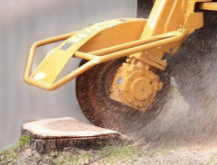 Hoe verzorg ik mijn boom? Wat kost een boomverzorger? Boom laten kappen vergunning nodig? Beste tijd om bomen te snoeien Boomziektes herkennen en behandelen Boomwortels die schade veroorzaken oplossen