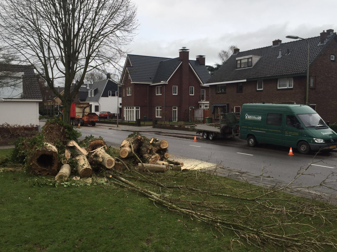 Hoe verzorg ik mijn boom? Wat kost een boomverzorger? Boom laten kappen vergunning nodig? Beste tijd om bomen te snoeien Boomziektes herkennen en behandelen Boomwortels die schade veroorzaken oplossen