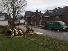 Hoe verzorg ik mijn boom? Wat kost een boomverzorger? Boom laten kappen vergunning nodig? Beste tijd om bomen te snoeien Boomziektes herkennen en behandelen Boomwortels die schade veroorzaken oplossen