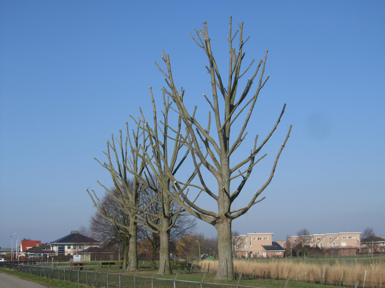 Hoe verzorg ik mijn boom? Wat kost een boomverzorger? Boom laten kappen vergunning nodig? Beste tijd om bomen te snoeien Boomziektes herkennen en behandelen Boomwortels die schade veroorzaken oplossen