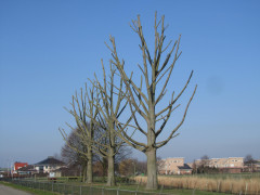 Hoe verzorg ik mijn boom? Wat kost een boomverzorger? Boom laten kappen vergunning nodig? Beste tijd om bomen te snoeien Boomziektes herkennen en behandelen Boomwortels die schade veroorzaken oplossen