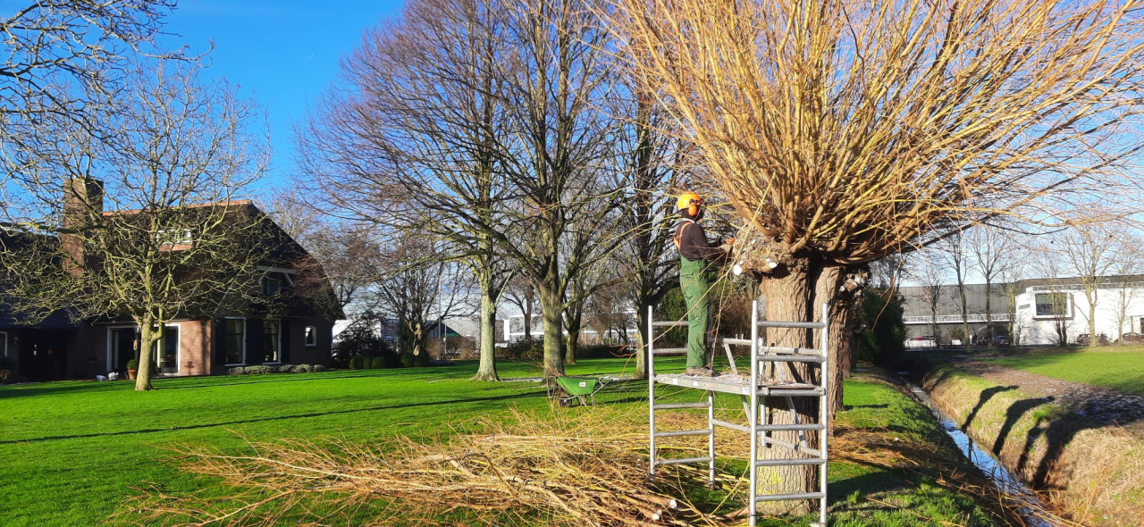 Hoe verzorg ik mijn boom?  knot knotten knotwilg leibomen snoeien snoeiwerk Wat kost een boomverzorger? Boom laten kappen vergunning nodig? Beste tijd om bomen te snoeien Boomziektes herkennen en behandelen Boomwortels die schade veroorzaken oplossen