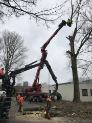 Hoe verzorg ik mijn boom? Wat kost een boomverzorger? Boom laten kappen vergunning nodig? Beste tijd om bomen te snoeien Boomziektes herkennen en behandelen Boomwortels die schade veroorzaken oplossen