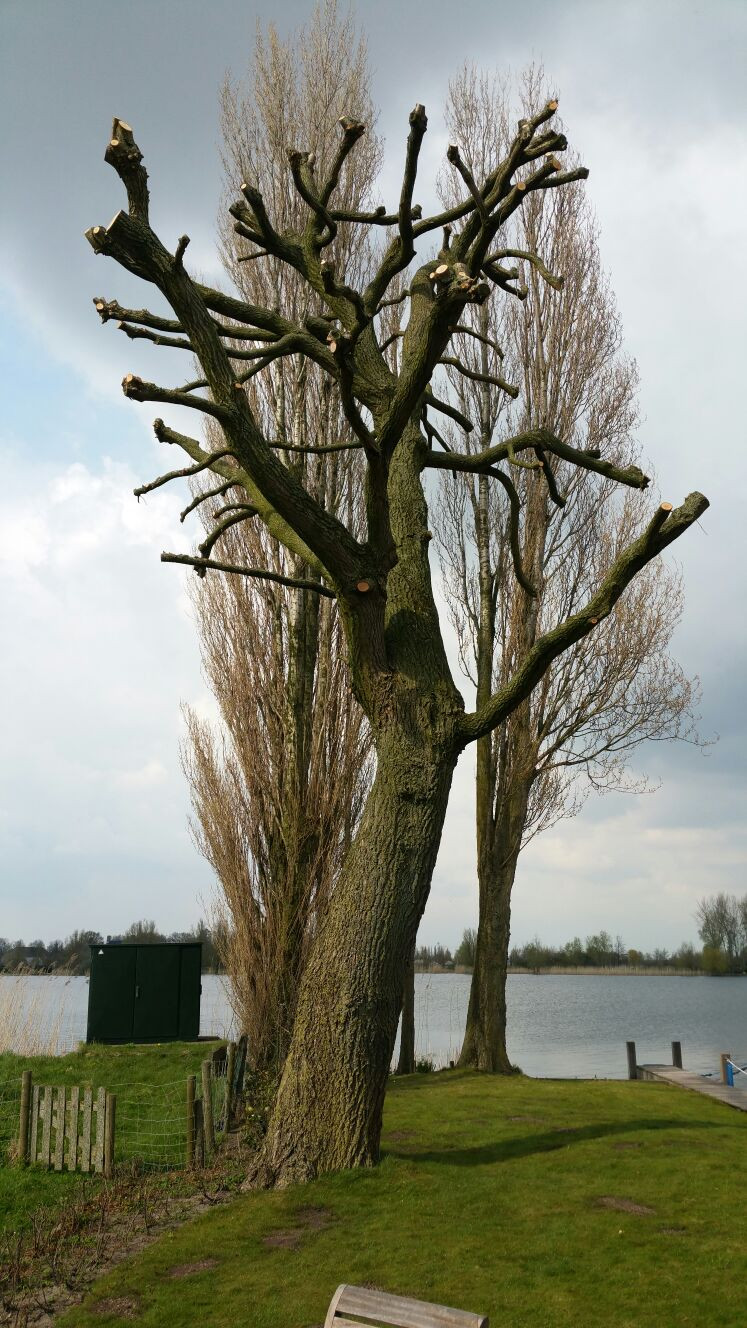 Boomverzorging Oud-Beijerland Nieuw-Beijerland Klaaswaal Heinenoord Mijnsheerenland  Bomen snoeien Oud-Beijerland Nieuw-Beijerland Klaaswaal Heinenoord Mijnsheerenland snoeien bomen bomen kappen wortels bomen weghalen verwijderen van bomen