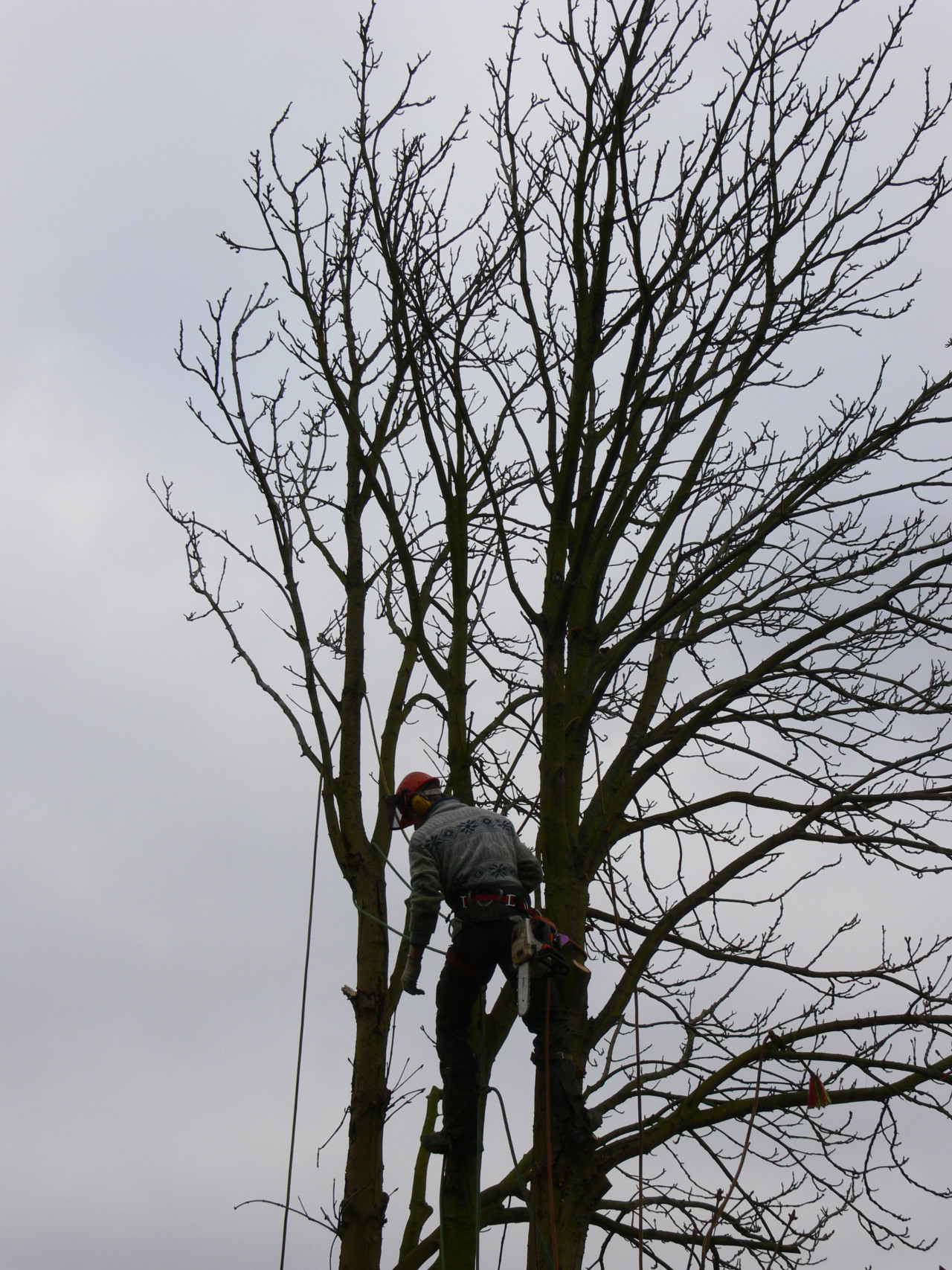 Kastanje kap Boomverzorging Oud-Beijerland Nieuw-Beijerland Klaaswaal Heinenoord Mijnsheerenland  Bomen snoeien Oud-Beijerland Nieuw-Beijerland Klaaswaal Heinenoord Mijnsheerenland