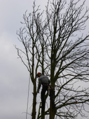Kastanje kap Boomverzorging Oud-Beijerland Nieuw-Beijerland Klaaswaal Heinenoord Mijnsheerenland  Bomen snoeien Oud-Beijerland Nieuw-Beijerland Klaaswaal Heinenoord Mijnsheerenland