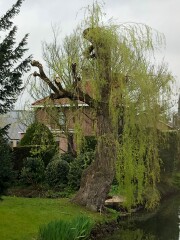 verhuizen huren makelaar tuin woning brussaard oud-beijerland school hbs laan