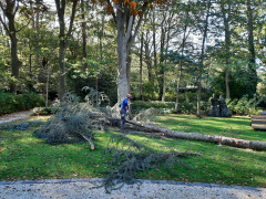 Zieke bomen behandelen Gevaarlijke bomen verwijderen Boomveiligheidscontrole Snoeien van fruitbomen Frezen van boomstronken Stormschade aan bomen Boomwortels verwijderen Planten van bomen
