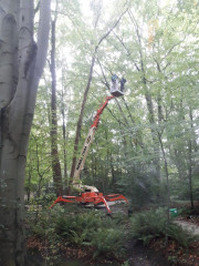 Zieke bomen behandelen Gevaarlijke bomen verwijderen Boomveiligheidscontrole Snoeien van fruitbomen Frezen van boomstronken Stormschade aan bomen Boomwortels verwijderen Planten van bomen