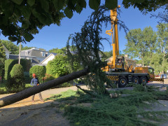 Zieke bomen behandelen Gevaarlijke bomen verwijderen Boomveiligheidscontrole Snoeien van fruitbomen Frezen van boomstronken Stormschade aan bomen Boomwortels verwijderen Planten van bomen